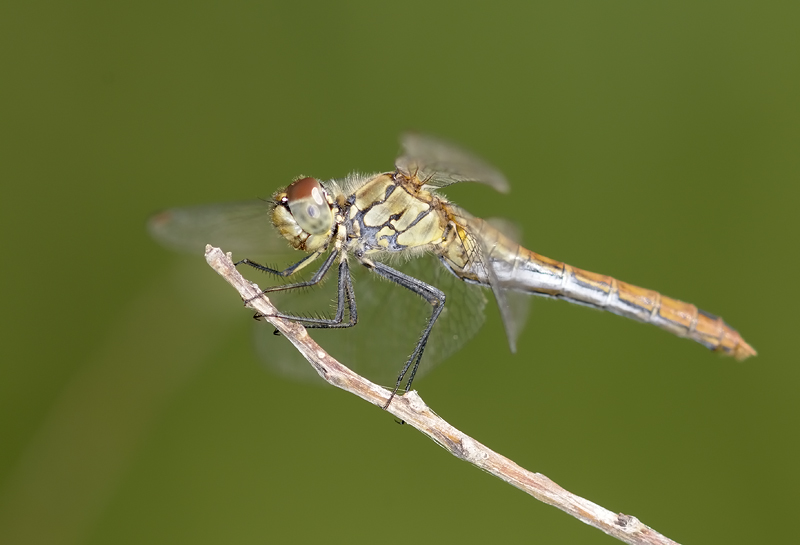 Sympetrum da controllare - Sympetrum sanguineum